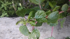 Amaranthus