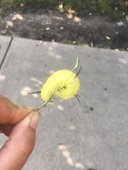 Lepidoptera