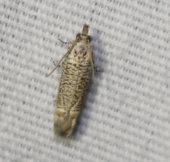 Eucosma argutipunctana