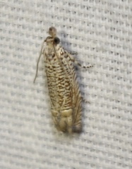 Eucosma argutipunctana