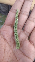 Amaranthus
