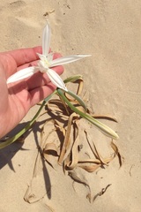 Pancratium maritimum