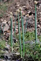 Allium altaicum