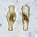 Didymosphenia geminata - Photo no hay derechos reservados, subido por onotole