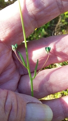 Heliophila acuminata