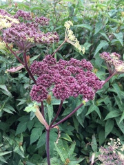Angelica triquinata