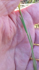 Heliophila acuminata