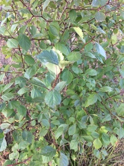 Crataegus gaylussacia