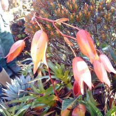 Heliamphora nutans