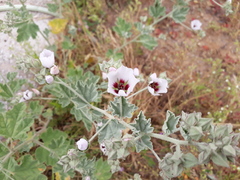 Sphaeralcea obtusiloba