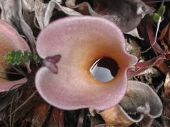 Heliamphora nutans