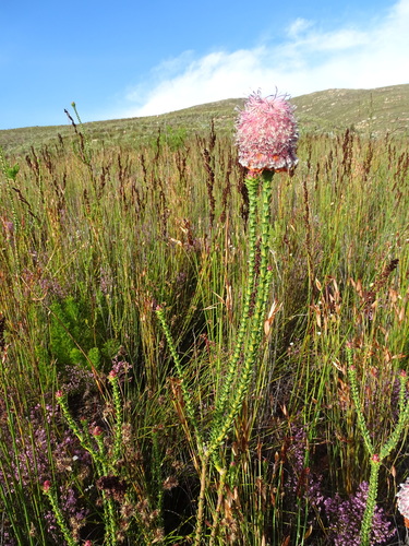Paranomus longicaulis, photograph 6
