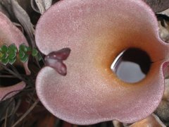 Heliamphora nutans