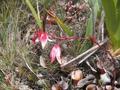 Heliamphora nutans