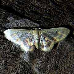 Idaea scintillularia