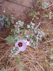Sphaeralcea obtusiloba