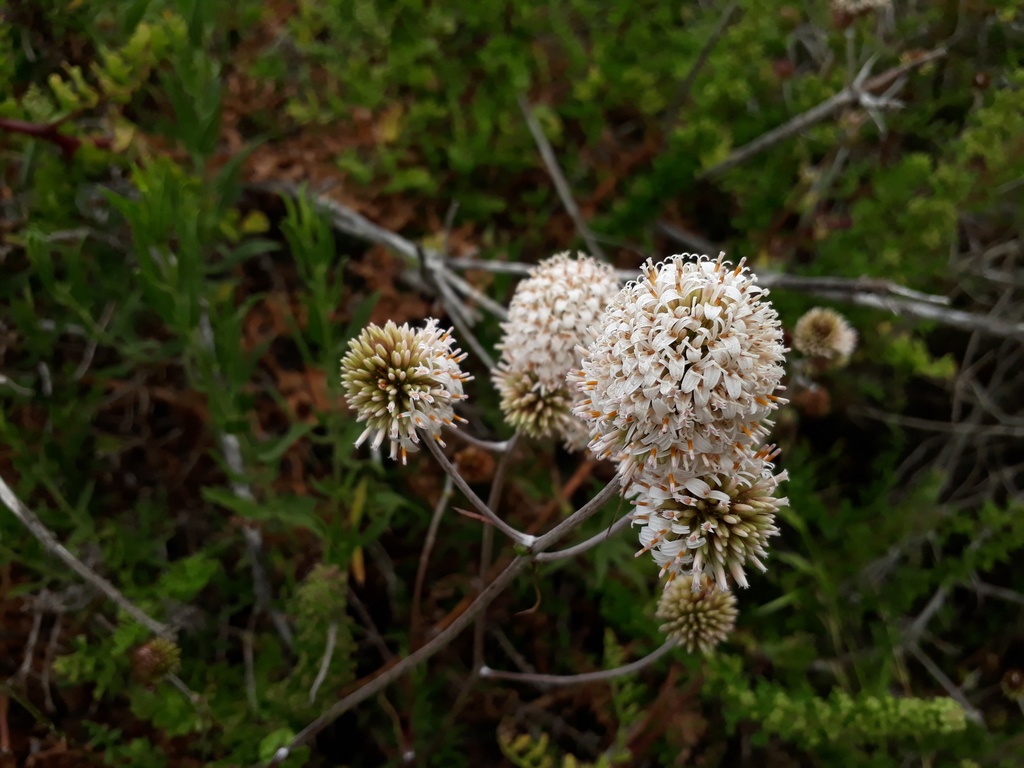Polyachyrus fuscus