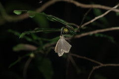 Pareumelea eugeniata