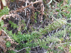 Ophryosporus triangularis