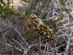 Ophryosporus triangularis
