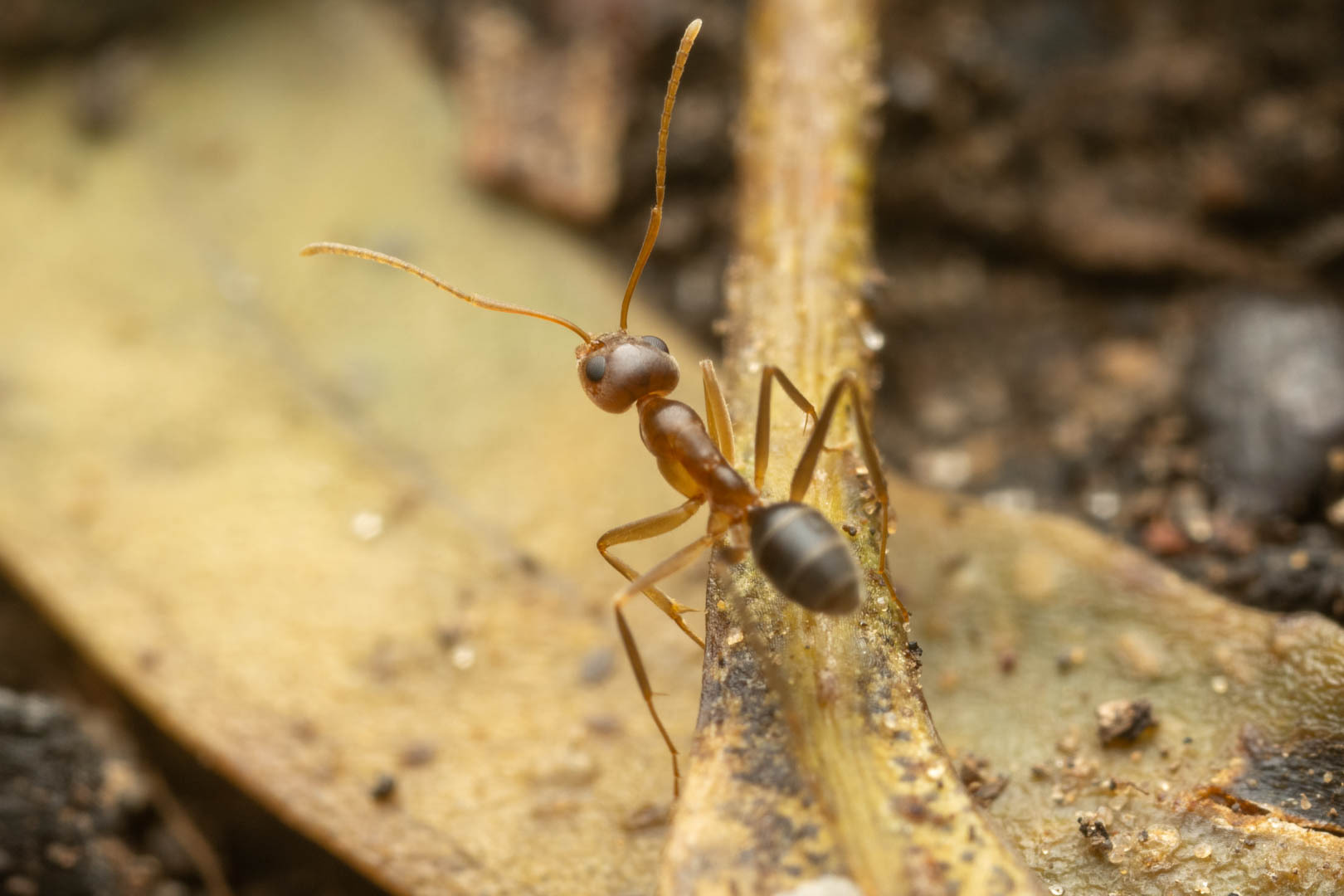 Iridomyrmex dromus