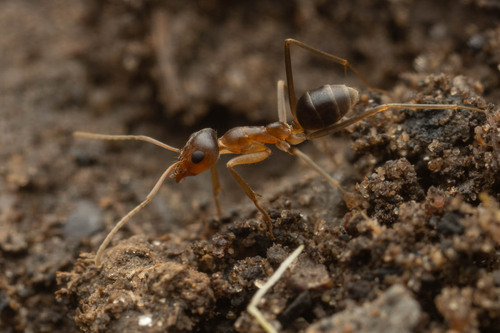 Iridomyrmex dromusIridomyrmex dromus