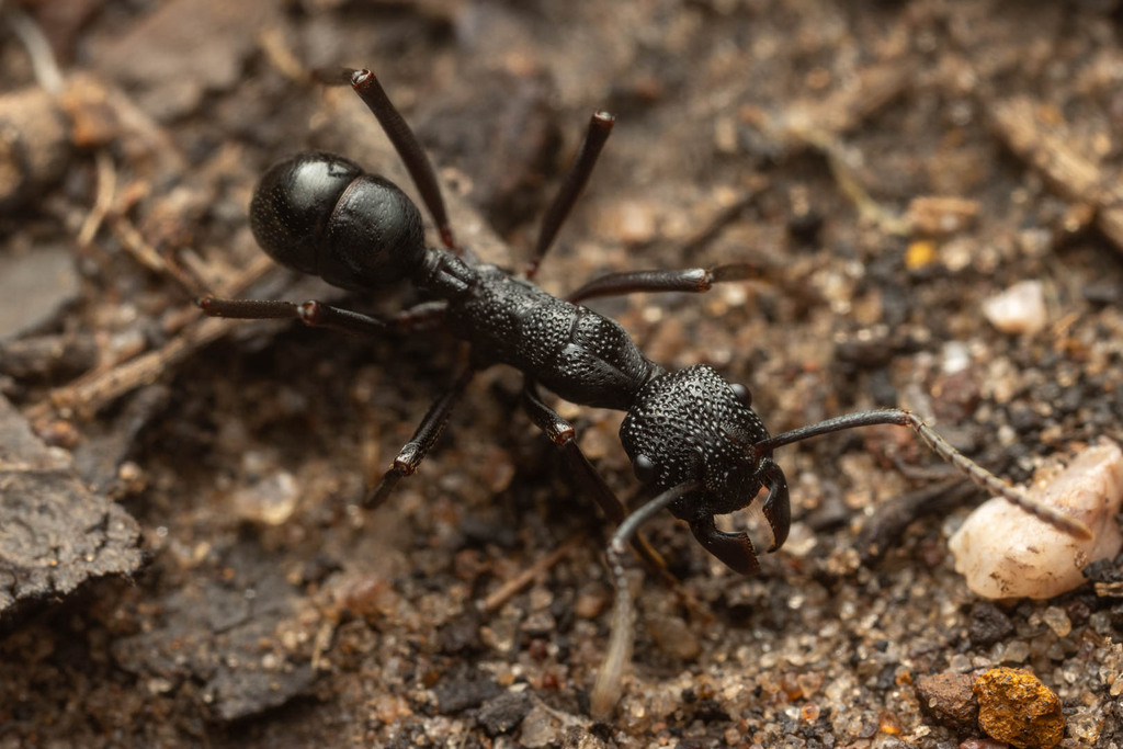 Rhytidoponera nudata