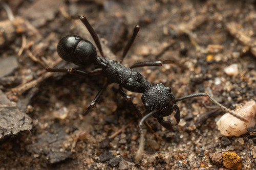 Rhytidoponera nudataRhytidoponera nudata