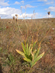 Iris dichotoma