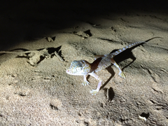 Stenodactylus doriae