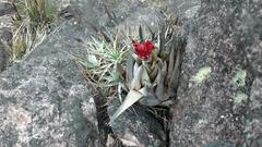 Tillandsia turneri