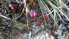 Utricularia quelchii