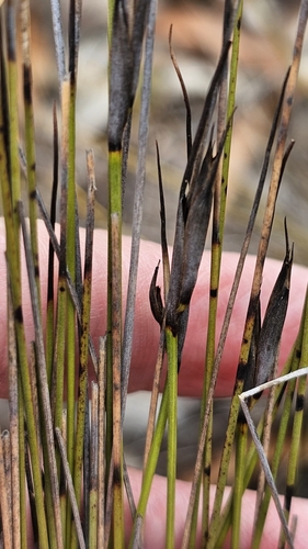 Image of Lepidosperma carphoides by (c) Rosalie Lawrence, some rights reserved (CC BY)