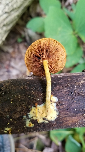 Pholiota
