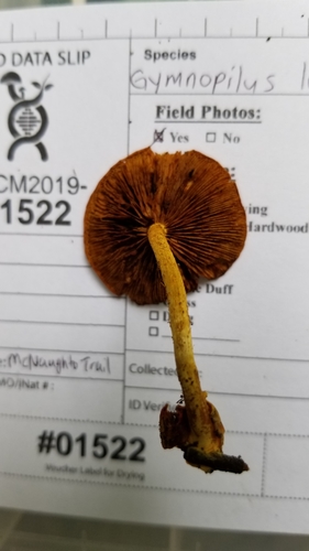 Pholiota (Photo 2 of 6)