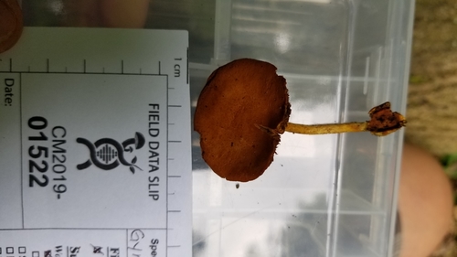 Pholiota (Photo 3 of 6)