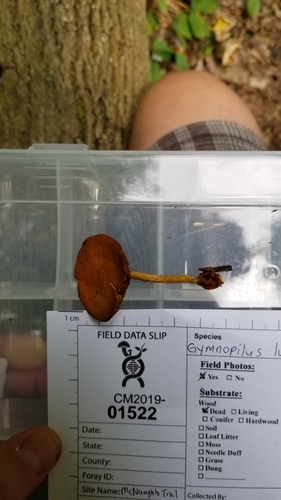 Pholiota (Photo 4 of 6)