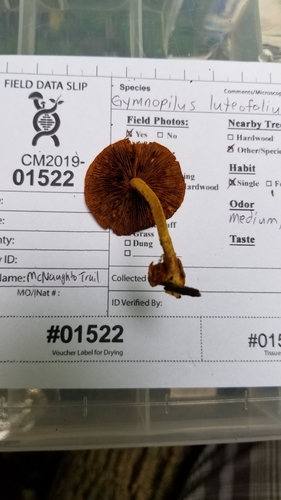 Pholiota (Photo 5 of 6)