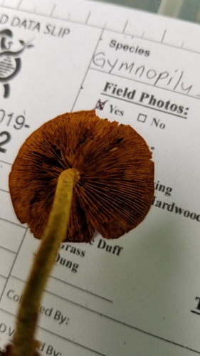 Pholiota (Photo 6 of 6)