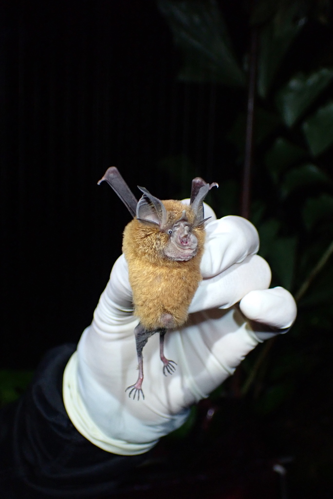 Glossy Horseshoe Bat