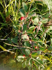 Cotoneaster uniflorus