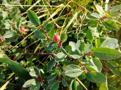 Cotoneaster uniflorus