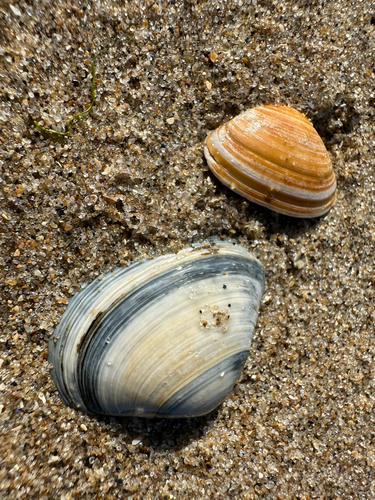 Cut Trough Shell, Strandslag Kiefteglop, Callantsoog, North Holland, NL, photo 7 of 10