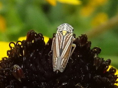 Graphocephala hieroglyphica