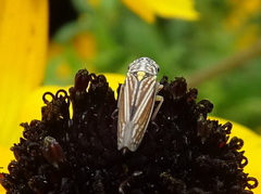 Graphocephala hieroglyphica