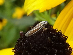 Graphocephala hieroglyphica