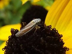 Graphocephala hieroglyphica