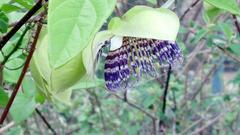 Passiflora serrulata