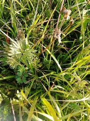 Anemonastrum crinitum