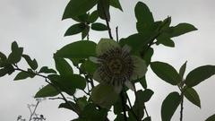 Passiflora serrulata